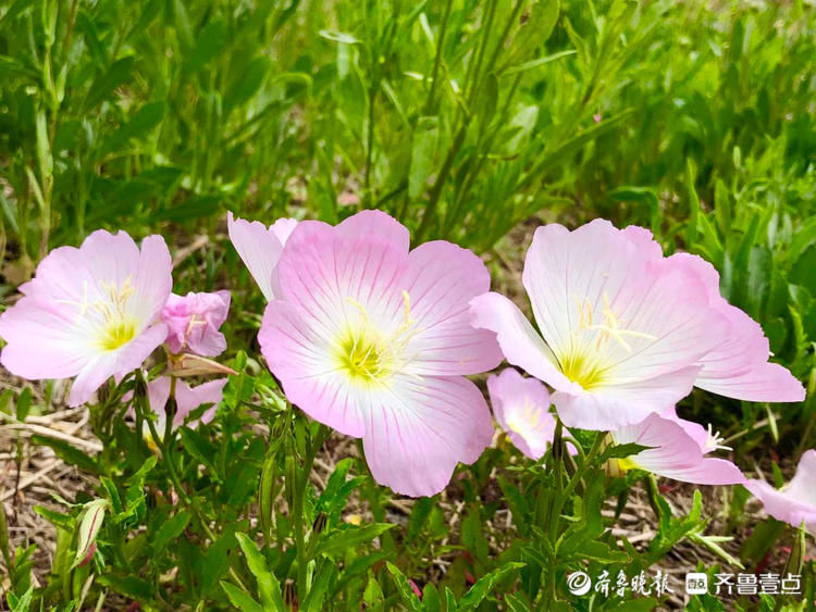 初夏五月,满目缤纷！济南佛慧山花开惹人醉|花开齐鲁| 牛耘