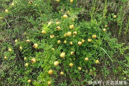 美丹|此果渾身帶刺,但尤其適合女性吃,能延緩衰老,淡化色斑