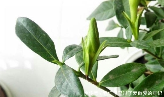 叶子|想要养好栀子花，做对一件事，叶子再不黄，还能多开花