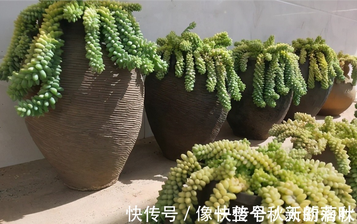 十多年前的老坛子,收集起来打孔改造,用来种多肉可不是一般的美