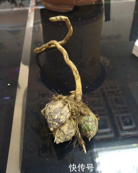 双株|养好兰花只用此一招!兰花换盆,分盆,捂老头,爆芽,爆花