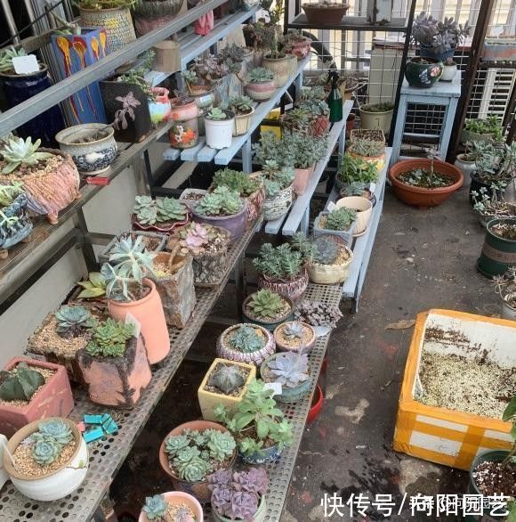 光照|多肉无需买太多,能把家里的养好了,这就够了,买多了没有用