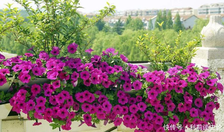 6种平价年宵花,适合大众消费,看看哪个适合你家