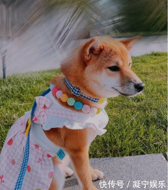 宋茜把《向往的生活》中小碗领走了，网友小碗变美丽了