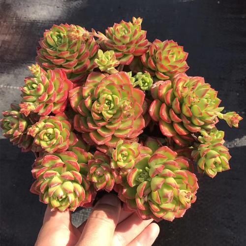 多肉|多肉蒂亚植物造型不美?是因为平时这“1点”忽略了!