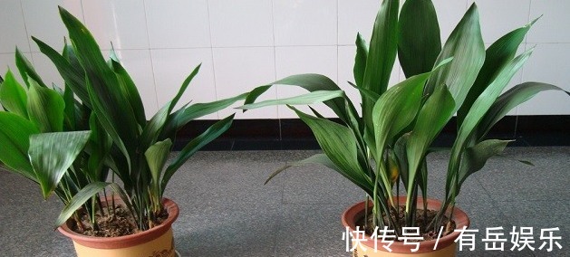 懒人想养花必备4种,开花多,耐光照,新手小白也能养爆盆