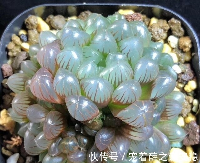 封闭阳台养多肉，很容易徒长，别再养景天科肉肉了，试试这一种