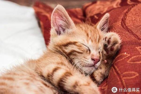 猫生|爆笑治愈的猫生漫画,你不是猫,你怎么知道猫怎么想?