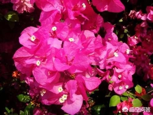 枝条|三角梅新生枝条摘顶了还会开花吗?