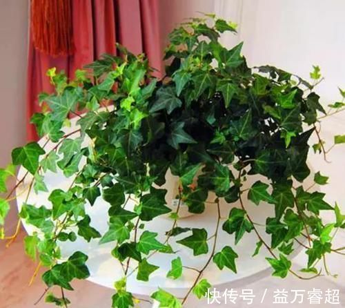 卧室、客厅必养的5种花,甲醛少、空气好,家人身体倍儿健康