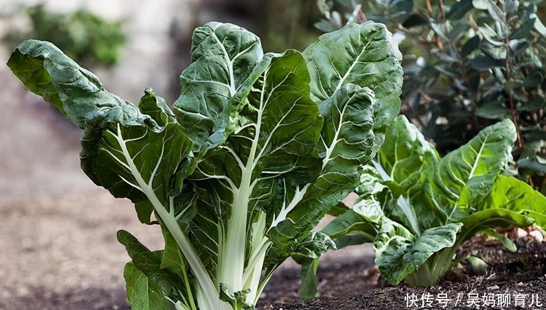 食物|冬天养生先排毒,常吃3种食物,排出毒素,越吃越瘦,好处很多