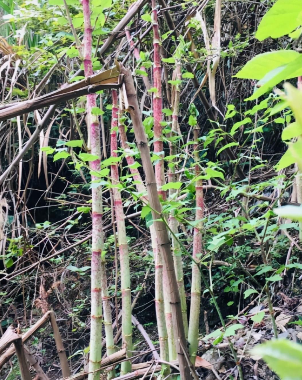 横行霸道的日本虎杖,在中国被吃怂了,10元一斤不够卖
