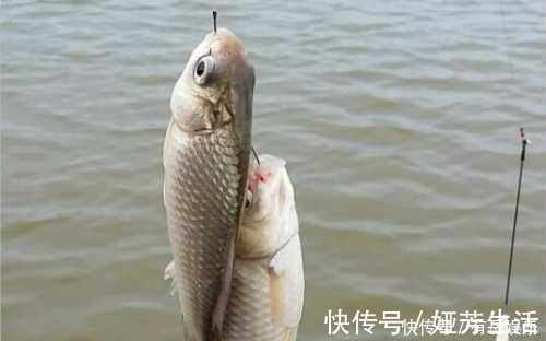 鲫鱼|了解鲫鱼吞饵的3个步骤，方可准确提竿，成天爆护而归