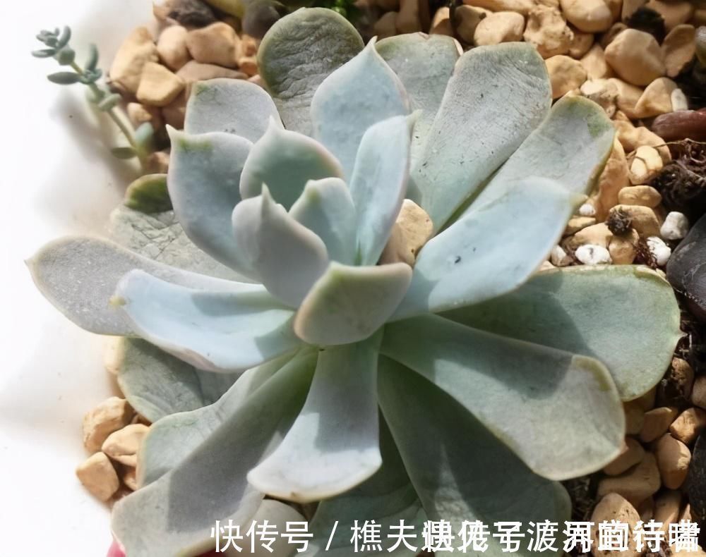 多肉叶片发软,多是这4个原因在搞鬼,这么改善让叶子坚挺有光泽