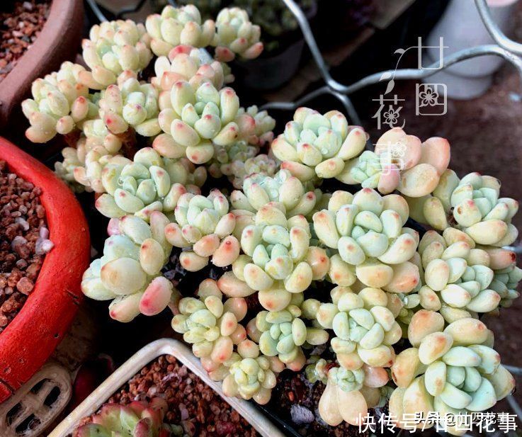 香味|9种多肉颜值高,还自带香味,可谓色香俱全