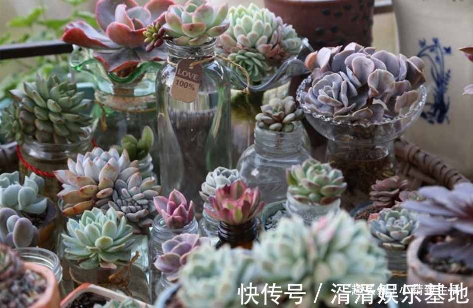 不喜水的多肉，却可以水培2种操作方法，肉肉照样出状态