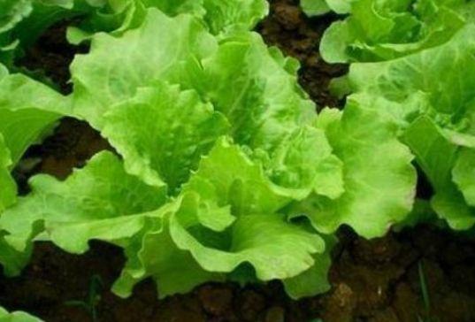 维生素e|聪明的人爱吃3种食物,补充营养、延缓衰老,好处多多!