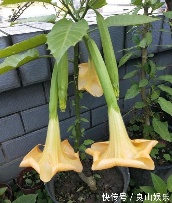 此花，有毒，多闻闻也不行教你方法，让养护正常，让家人安全