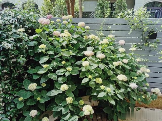 圆滚滚的绣球,瀑布般的花墙,这届花友也太会种花了吧