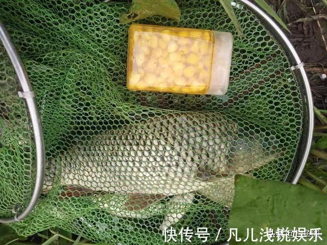 麝香粉|鲜玉米做钓饵这样加工一下，鱼爱吃又方便携带，不比买的差
