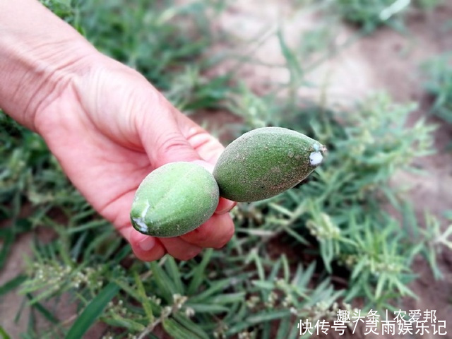 野果|这种“瓜”长相很是奇特,如今市场上卖的相当贵!你哪还有吗?