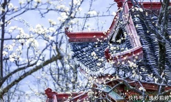 格桑花|春天，跟着花开去旅行，金川梨花白如雪