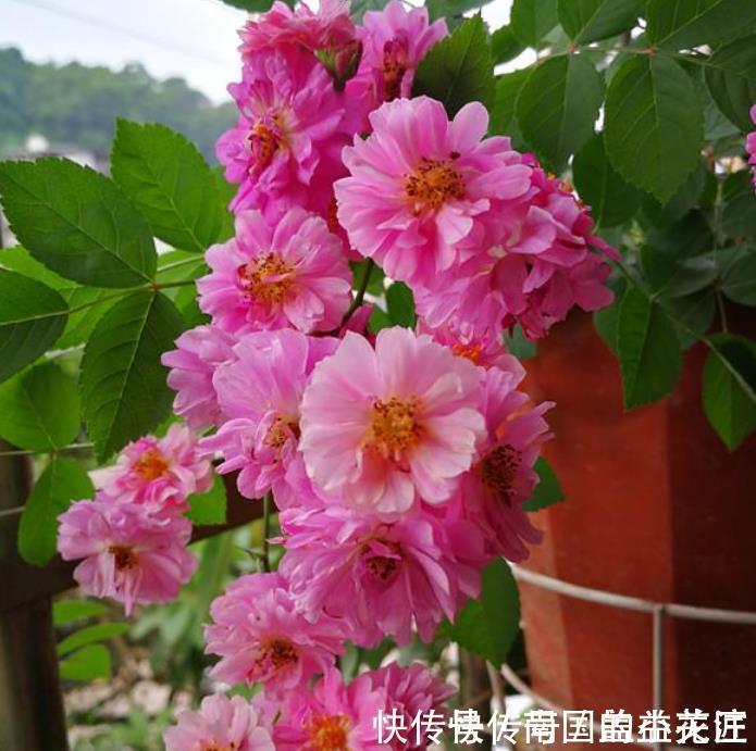 夏天最火的4种花,好养又漂亮,花姿妖娆,四季繁花似锦,美