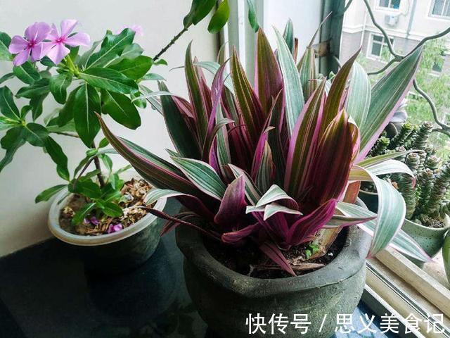 食醋|别用这4样水浇花，不然养什么植物都得浇一盆死一盆