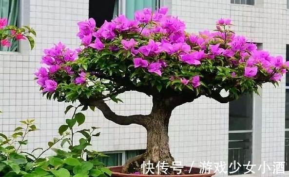 盆栽|这3种情况下,给植物换盆土,结果无异于“自掘坟墓”