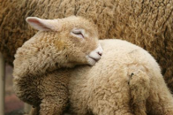 生肖羊|生肖羊和这2个属相是良配，结婚后幸福一生，而且财运双收