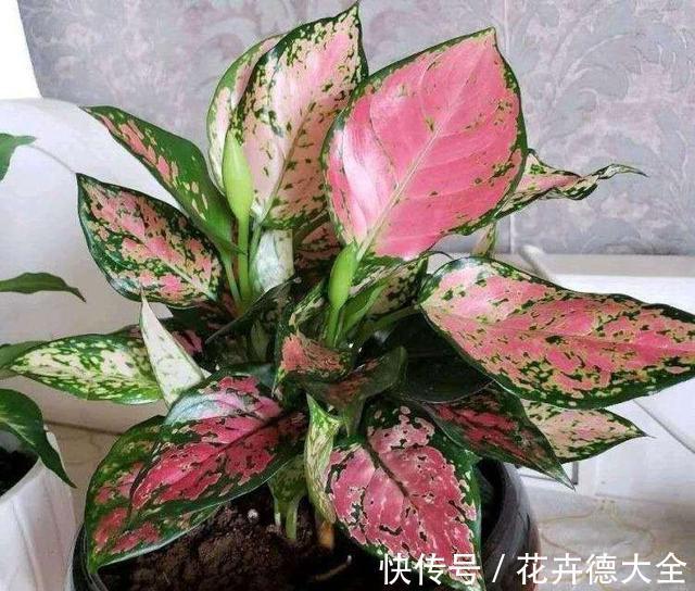 7种“转运花”,家里养一盆,漂亮又吉利,还有好运气