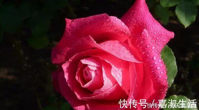 以下9种会变色的绿植,养上四五盆就能让阳台变得生动起来