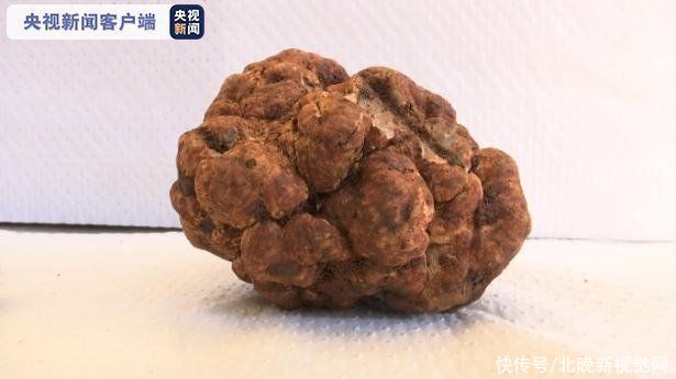  极品|极品！638克巨型白松露亮相昆明，以7.2万元价格拍卖