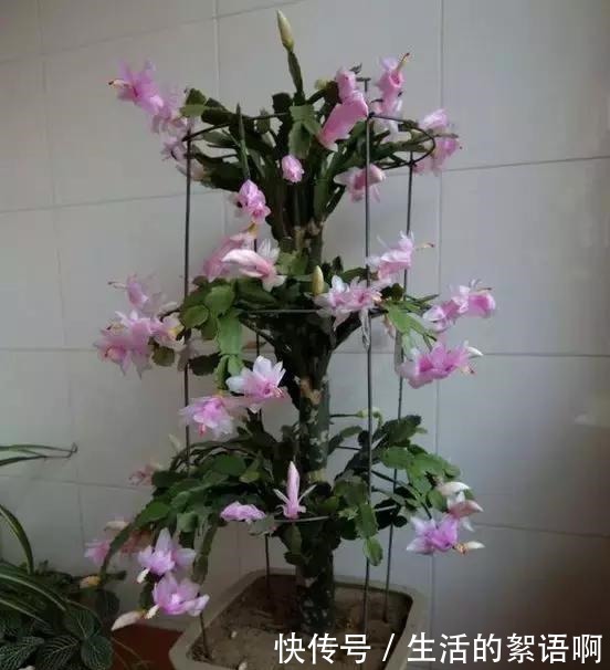 仙人掌嫁接蟹爪兰第一步，养一棵“七层宝塔”似的仙人掌！