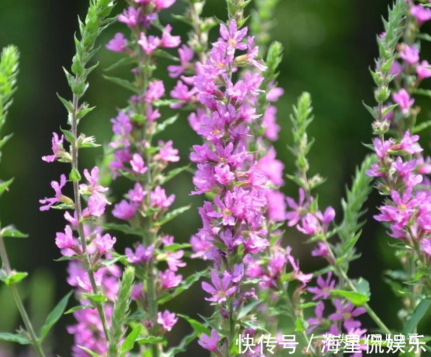沼泽园|千屈菜清热凉血，抗菌抗炎，掌握三点，种出优质千屈菜来！