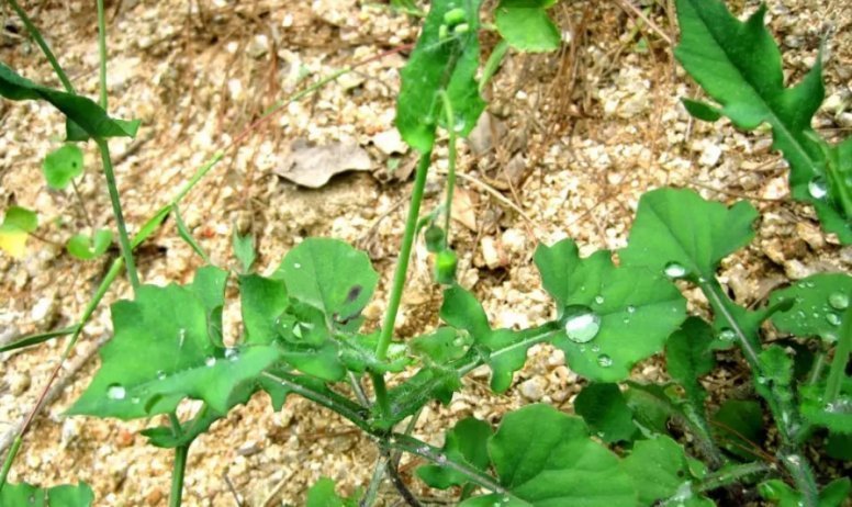 农村常见的一种野草，人称“羊蹄草”，味道似茼蒿，很美味