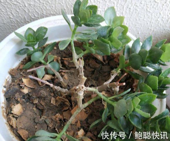 长寿花“半死不活”僵一年3点大营救,浇点促花肥,花苞挤满盆