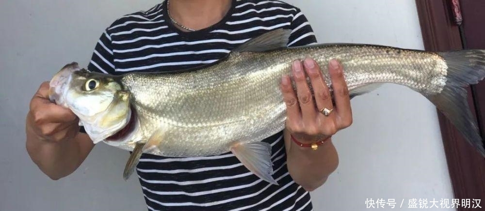 初夏野钓翘嘴鱼,这3个技巧值得遵循,把握好了让你渔获满满