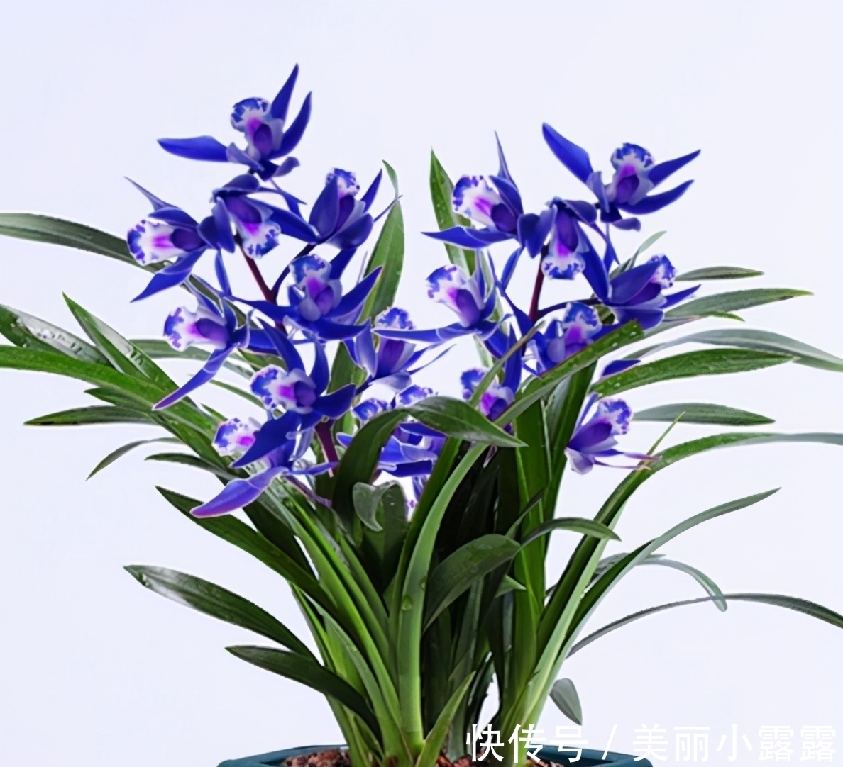 此花是我国“独有”,花色新奇,兰香扑鼻,养一盆真值