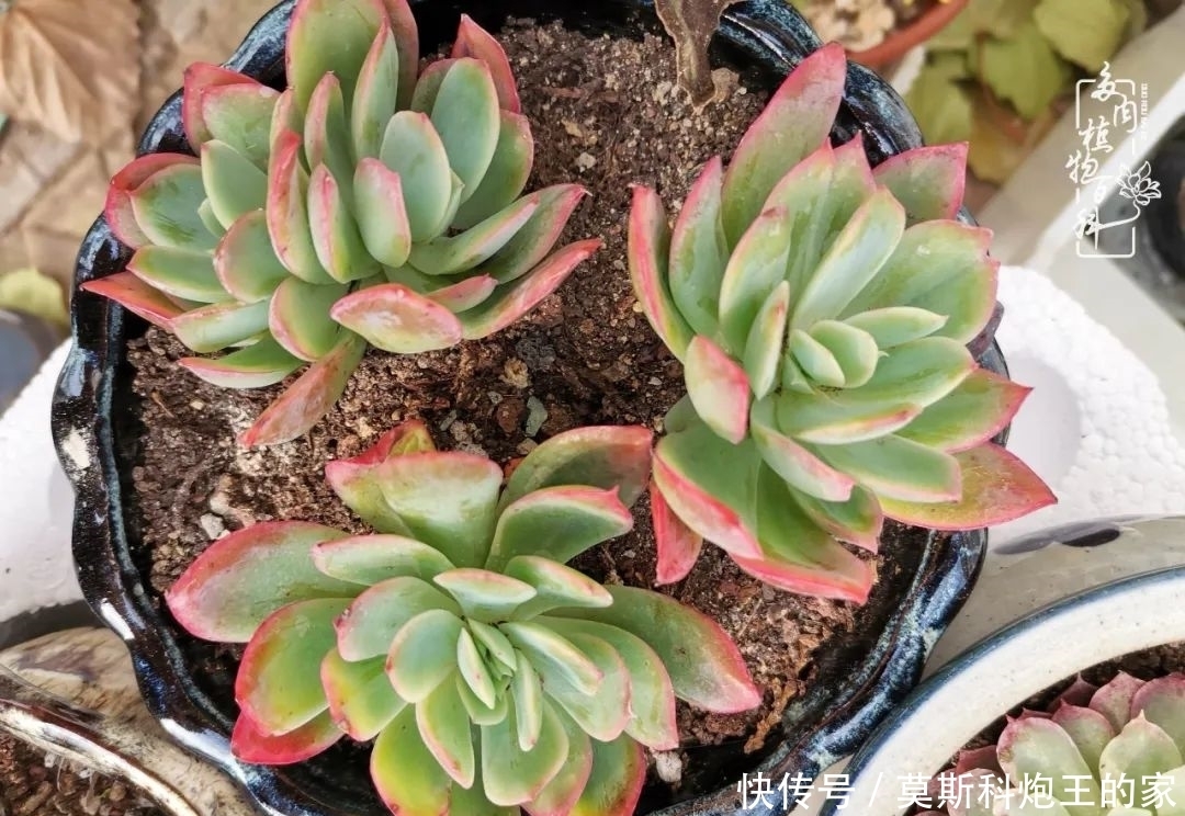 回顾令人难忘的2020年!2021,我定不负美肉不负众望!