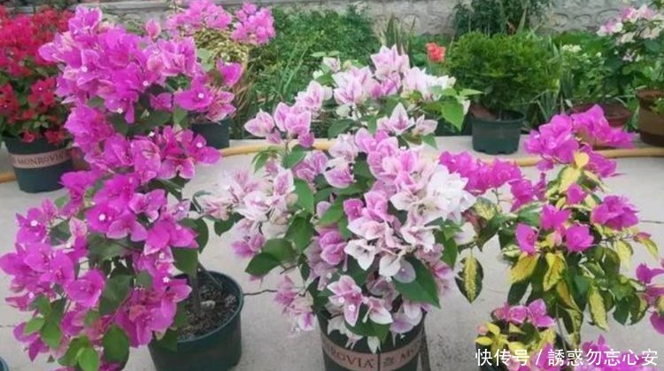 3种花,最适宜夏季养,越热越开花,花色绚丽花期长,漂亮真好养