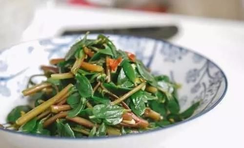 马齿菜|这野菜,被称为餐桌上的“胰岛素”,用来凉拌非常美味!