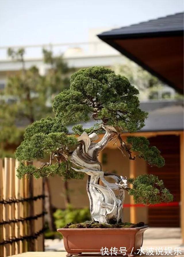 要点|秋天盆景养护,4个要点,冬天冻不死,来年更值钱