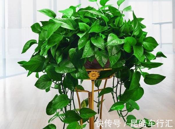 头疼不知道盆栽绿萝喜欢什么?日常注意2方面,枝叶轻松长爆盆