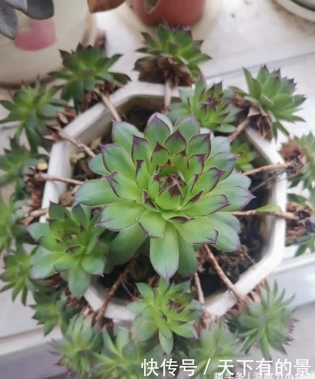 这“三多肉”太强悍,“叶片掉落”就能生根,轻松繁殖出一大片