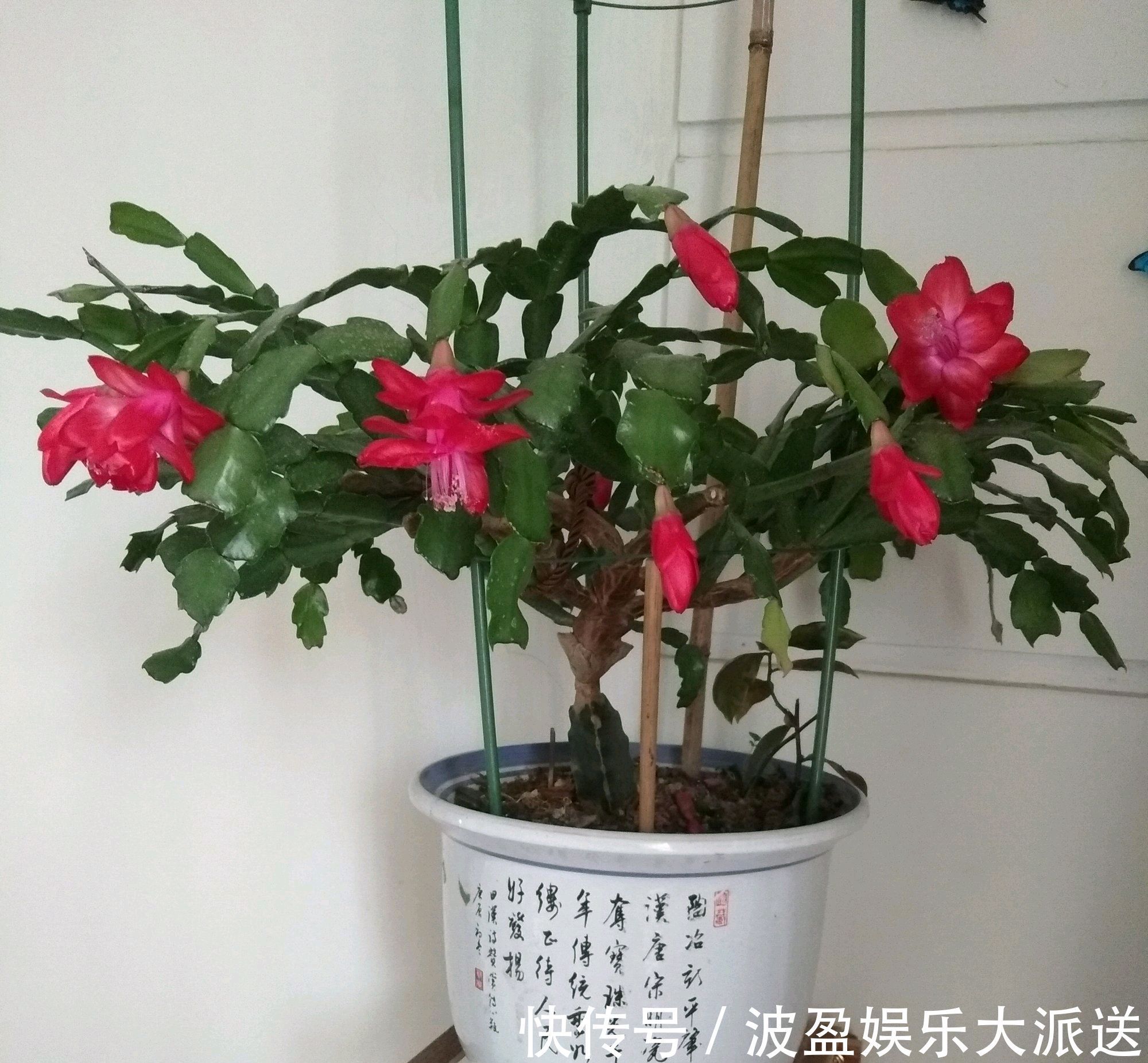 嫩叶|蟹爪兰在秋季什么时候摘嫩叶催花最好摘错嫩叶时机冬季难开花