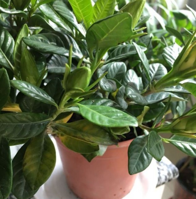 栀子花居然也有这么多品种，一个比一个香，叶子越小越值钱！