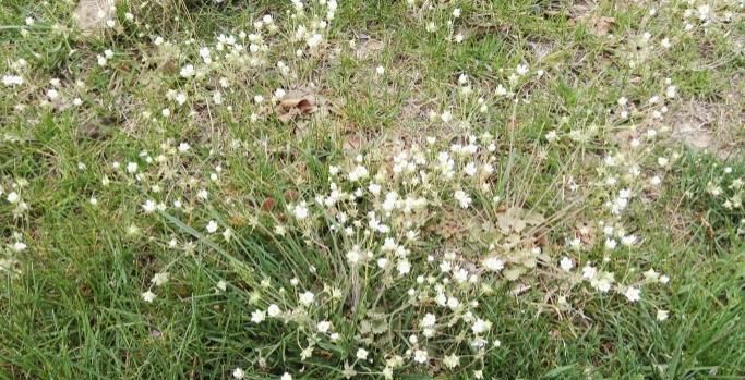 小草|这种小草到处可见,却能治咽喉炎、口腔炎、咽喉痛,被称为喉咙草