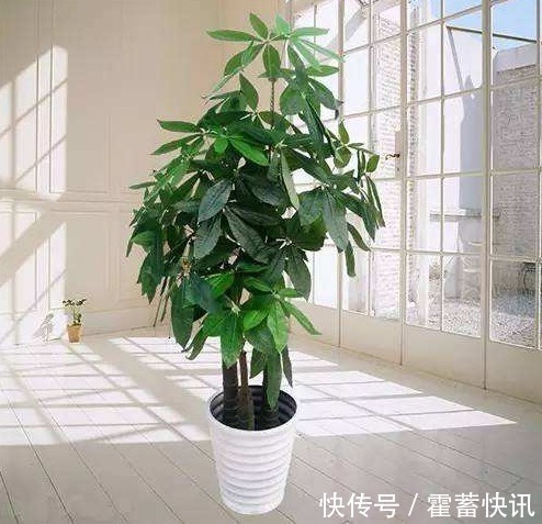 红星凤梨|“3种花”有钱人争着养,招财还招福,养得好一帆风顺,财源广进