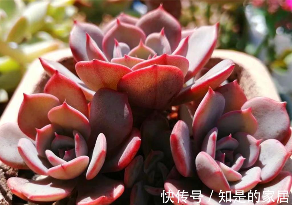 上色|九月多肉上色季，这些急性子多肉，给点阳光就上色，强势变美